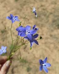 Wahlenbergia stricta