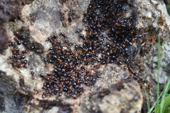 Camponotus lateralis