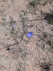 Wahlenbergia stricta