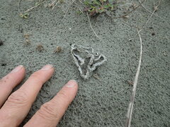 Ileodictyon cibarium