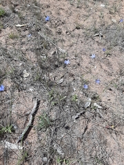 Wahlenbergia stricta