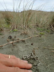 Ileodictyon cibarium