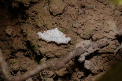 Prolophota trigonifera