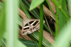 Grammodes geometrica