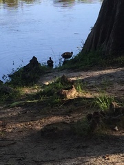 Gallinula galeata cachinnans