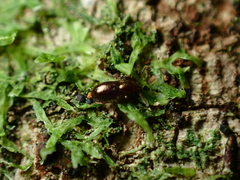 Salpinginae
