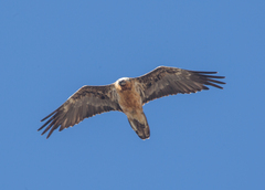 Gypaetus barbatus barbatus