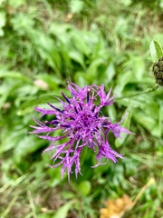 Centaurea scabiosa