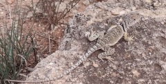 Crotaphytus collaris