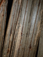 Amphixystis hapsimacha