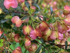 Dodonaea viscosa cuneata
