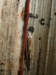 Amphixystis hapsimacha