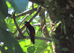 Cymbirhynchus macrorhynchos