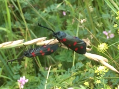 Zygaena lonicerae