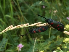 Zygaena lonicerae