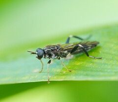 Exaireta spinigera