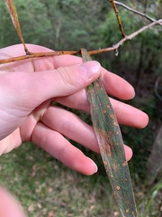 Acacia floribunda