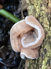 Schizophyllum amplum