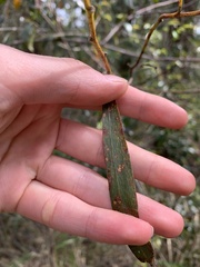 Acacia floribunda