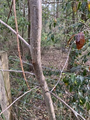 Acacia floribunda