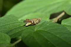 Xenocatantops brachycerus