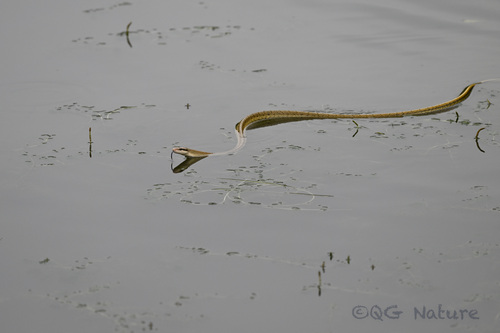 Beauty Rat Snake, Elaphe taeniura