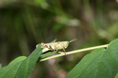 Xenocatantops brachycerus