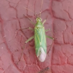 Blepharidopterus angulatus