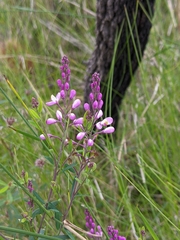 Comesperma ericinum