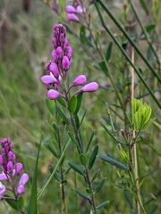 Comesperma ericinum