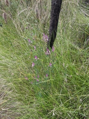 Comesperma ericinum