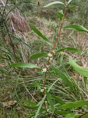 Hakea florulenta