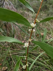 Hakea florulenta
