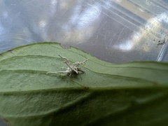 Gibellula