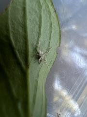 Gibellula