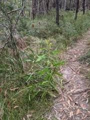 Hakea florulenta