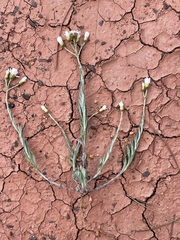 Rhodanthe corymbiflora