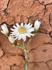 Rhodanthe corymbiflora