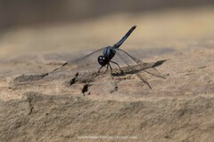 Indothemis carnatica