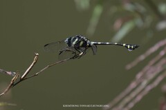 Ictinogomphus decoratus