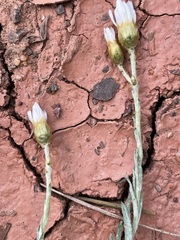 Rhodanthe corymbiflora