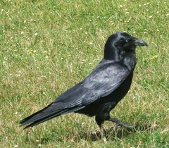 Corvus coronoides perplexus
