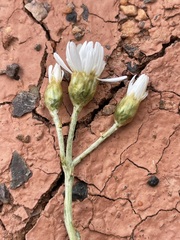 Rhodanthe corymbiflora