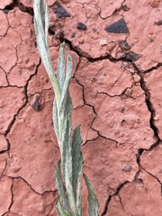 Rhodanthe corymbiflora