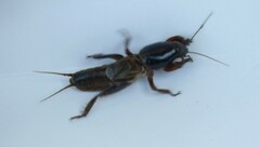 Gryllotalpa australis