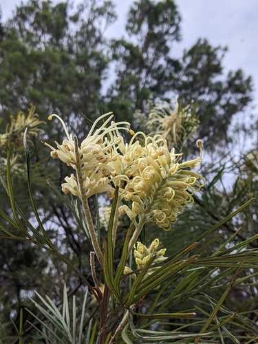 Grevillea banksii