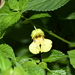 Impatiens davidii - Photo (c) rhinolin,  זכויות יוצרים חלקיות (CC BY-NC), הועלה על ידי rhinolin