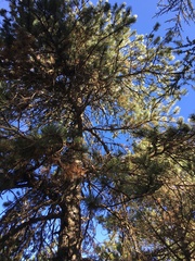 Pinus nigra
