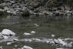 Hymenolaimus malacorhynchos