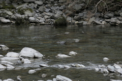 Hymenolaimus malacorhynchos